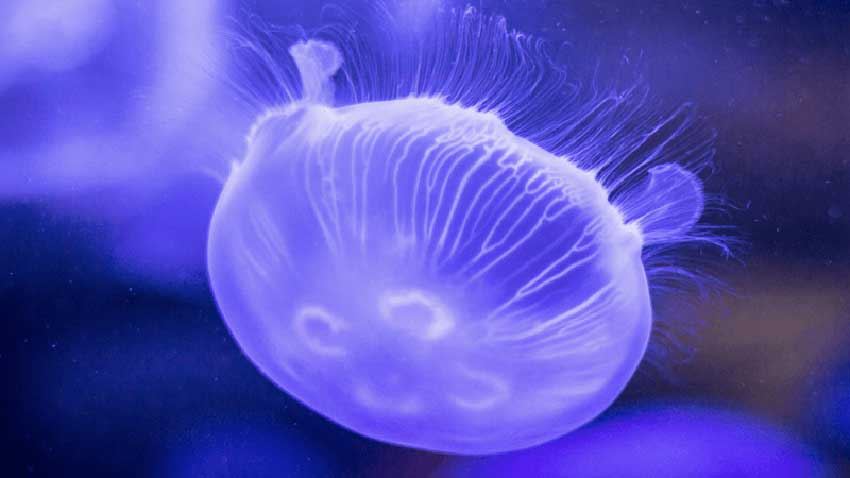 Cómo tratar una picadura de medusa